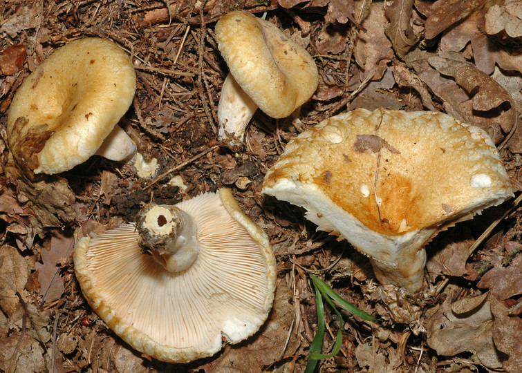 Lactarius olivinus