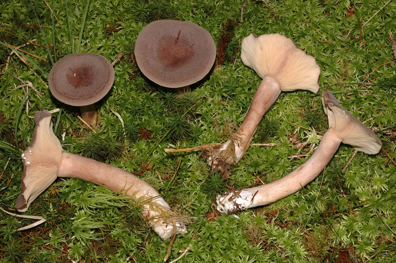 Lactarius mammosus