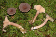 Lactarius mammosus