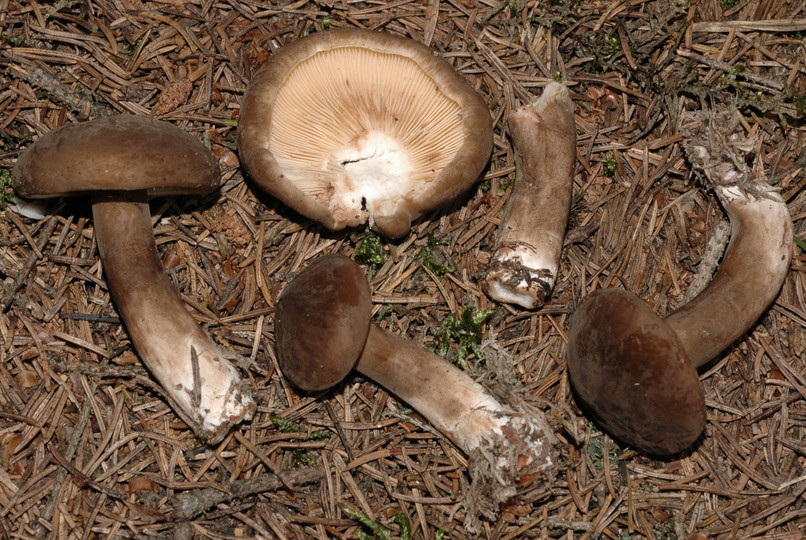 Lactarius picinus