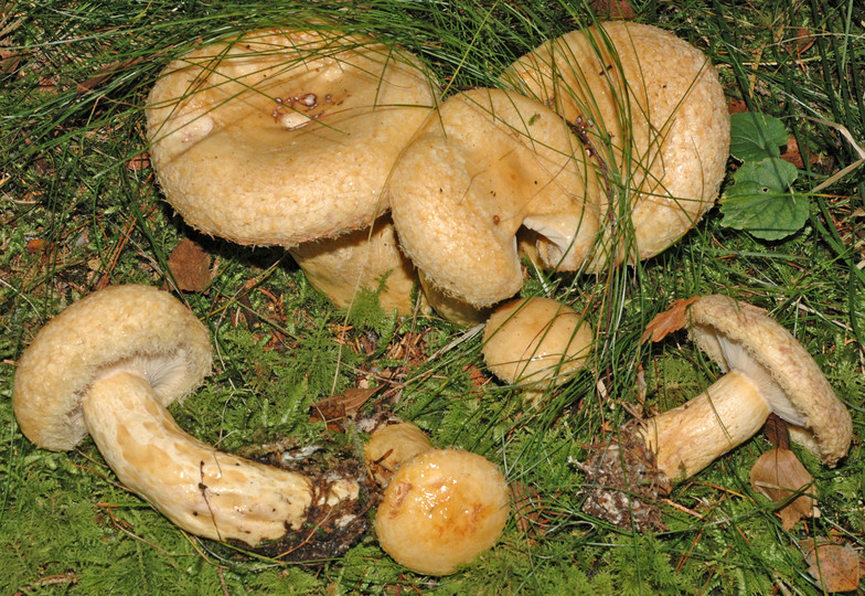 Lactarius repraesentaneus