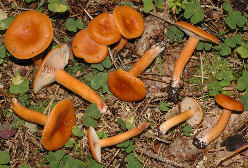 Lactarius aurantiacus