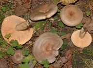 Lactarius pyrogalus