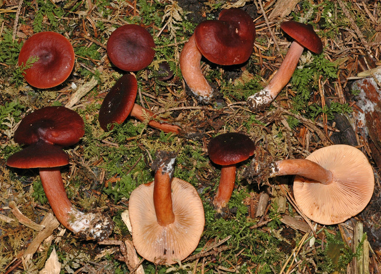 Lactarius badiosanguineus