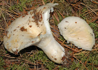 Lactarius resimus