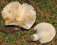 Lactarius resimus