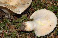 Lactarius resimus