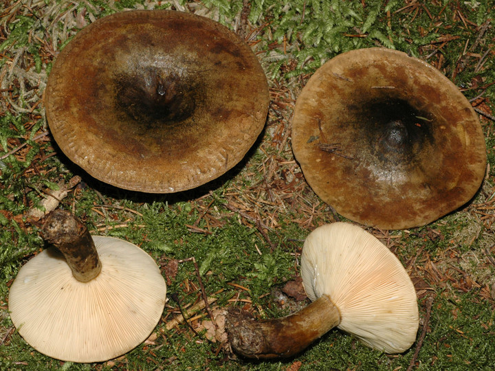 Lactarius necator