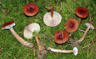 Lactarius sphagneti