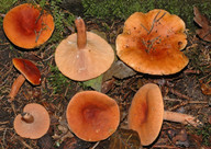 Lactarius fulvissimus