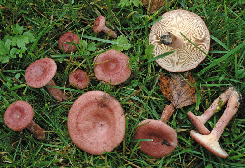 Lactarius spinosulus