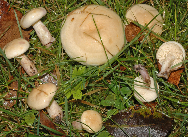 Lactarius aspideus