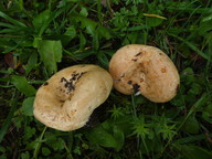 Lactarius evosmus