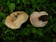 Lactarius evosmus