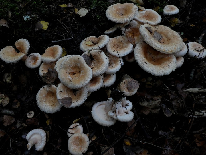 Lactarius pubescens