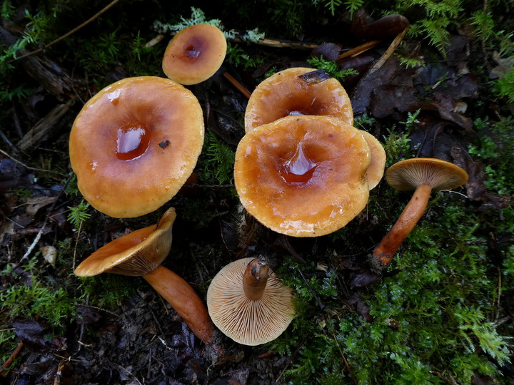 Lactarius fulvissimus