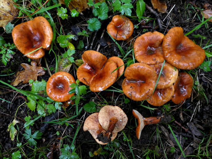 Lactarius fulvissimus