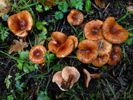 Lactarius fulvissimus