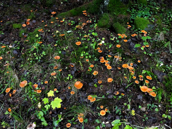 Lactarius aurantiacus