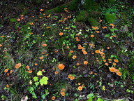 Lactarius aurantiacus