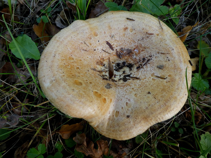 Lactarius zonarius