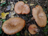 Lactarius deliciosus