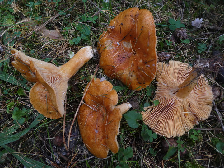 Lactarius porninsis