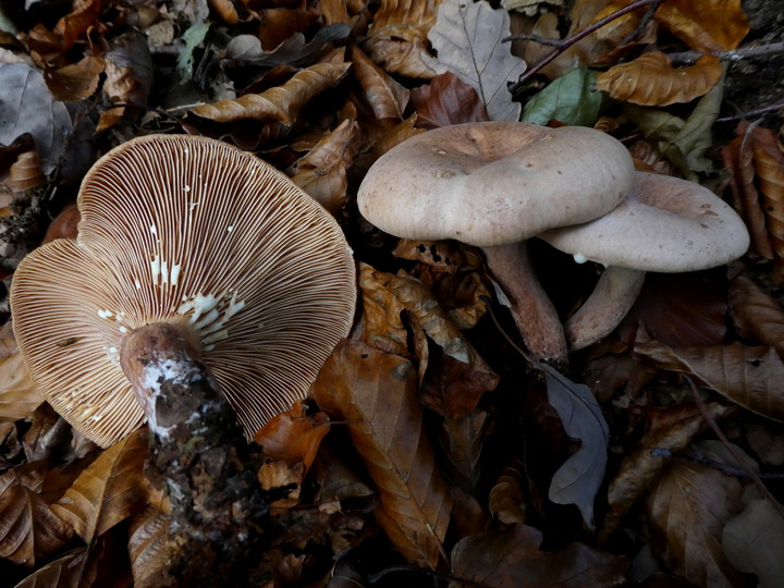 Lactarius decipiens