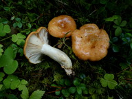 Lactarius zonarioides