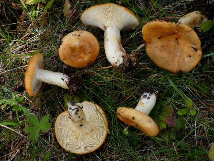 Lactarius zonarioides