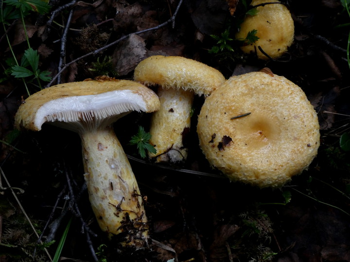 Lactarius repraesentaneus