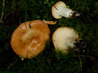 Lactarius zonarioides