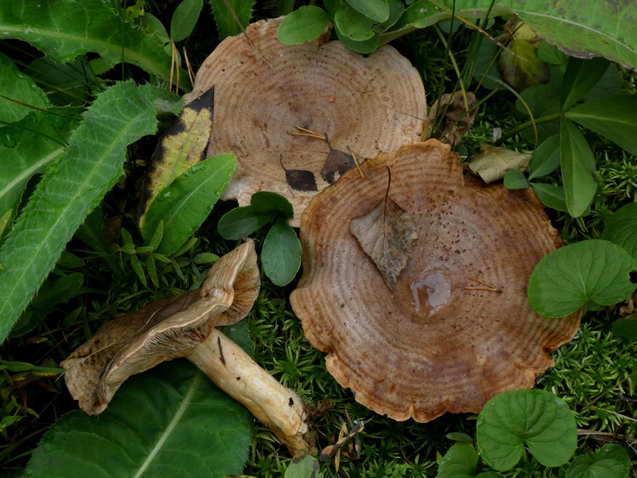 Lactarius subcircellatus