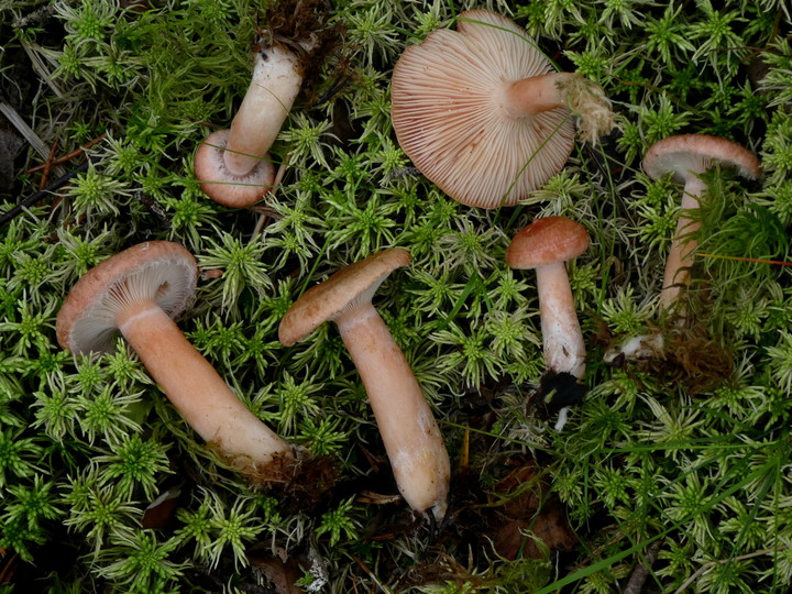 Lactarius torminosus