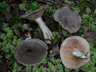 Lactarius mammosus