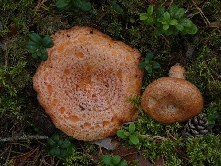 Lactarius deliciosus