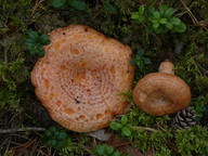 Lactarius deliciosus