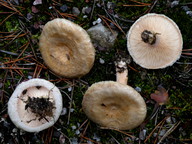 Lactarius pubescens