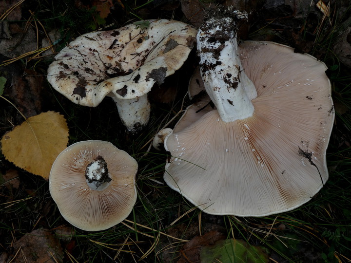 Lactarius controversus