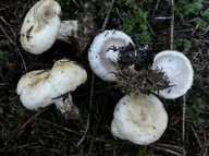 Lactarius pubescens