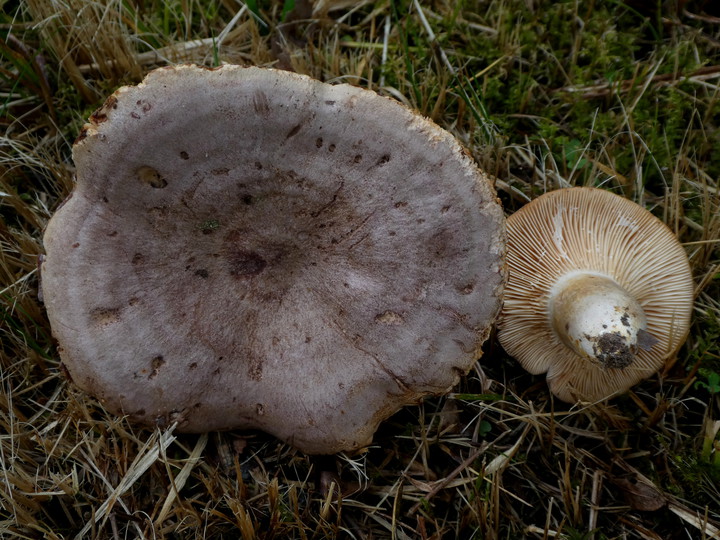 Lactarius flexuosus var. roseozonatus