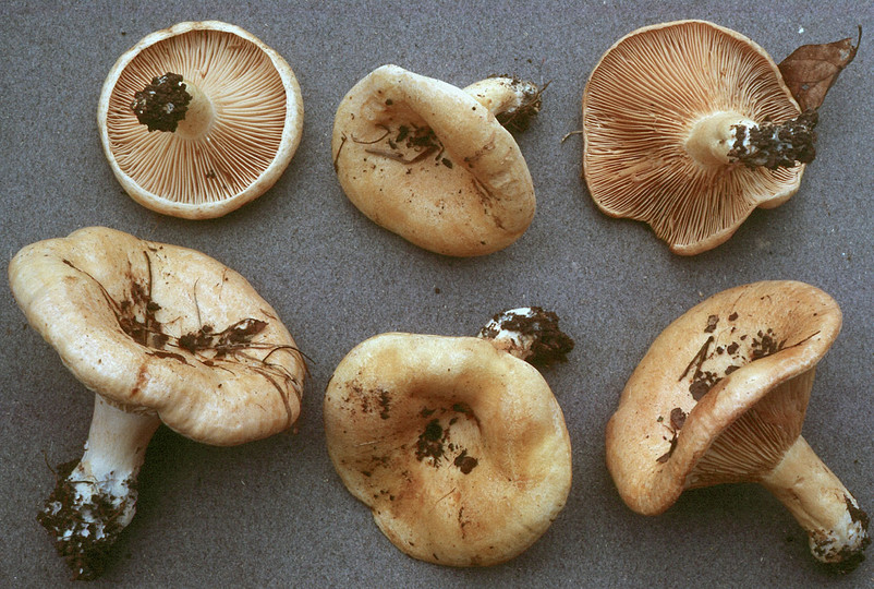 Lactarius acerrimus