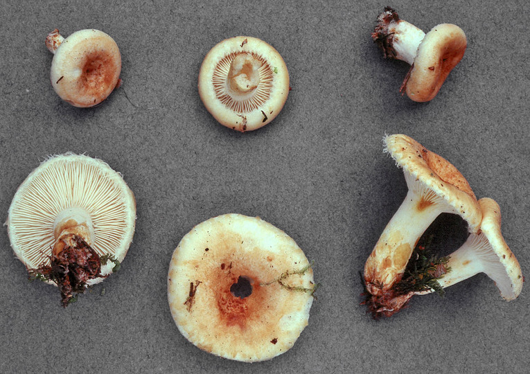 Lactarius auriolla