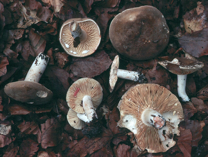 Lactarius azonites