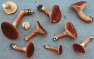 Lactarius badiosanguineus