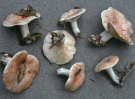 Lactarius chrysorheus