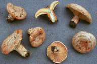 Lactarius deliciosus