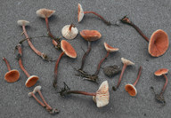 Lactarius omphaliformis