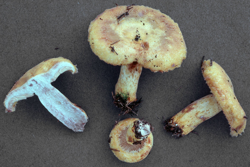 Lactarius repraesentaneus