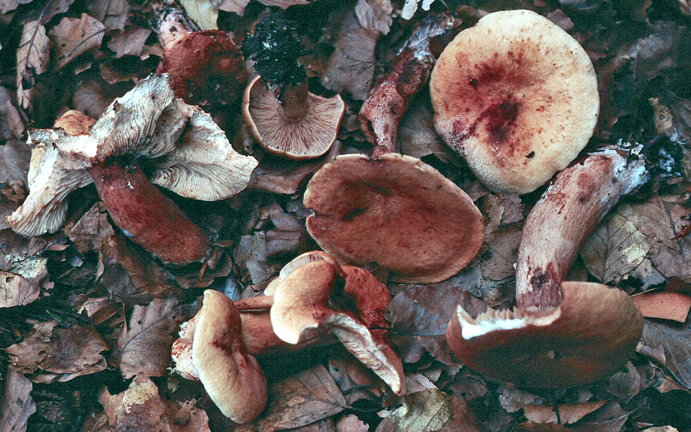 Lactarius rubrocinctus